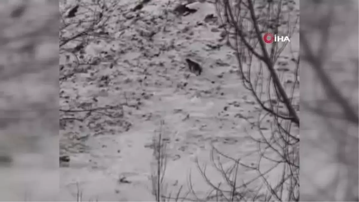 Erzurum'da nesli tükenmekte olan vaşak görüntülendi