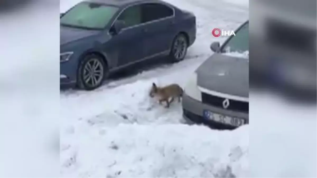 Evlerinin önüne kadar gelen tilkiyi elleriyle beslediler