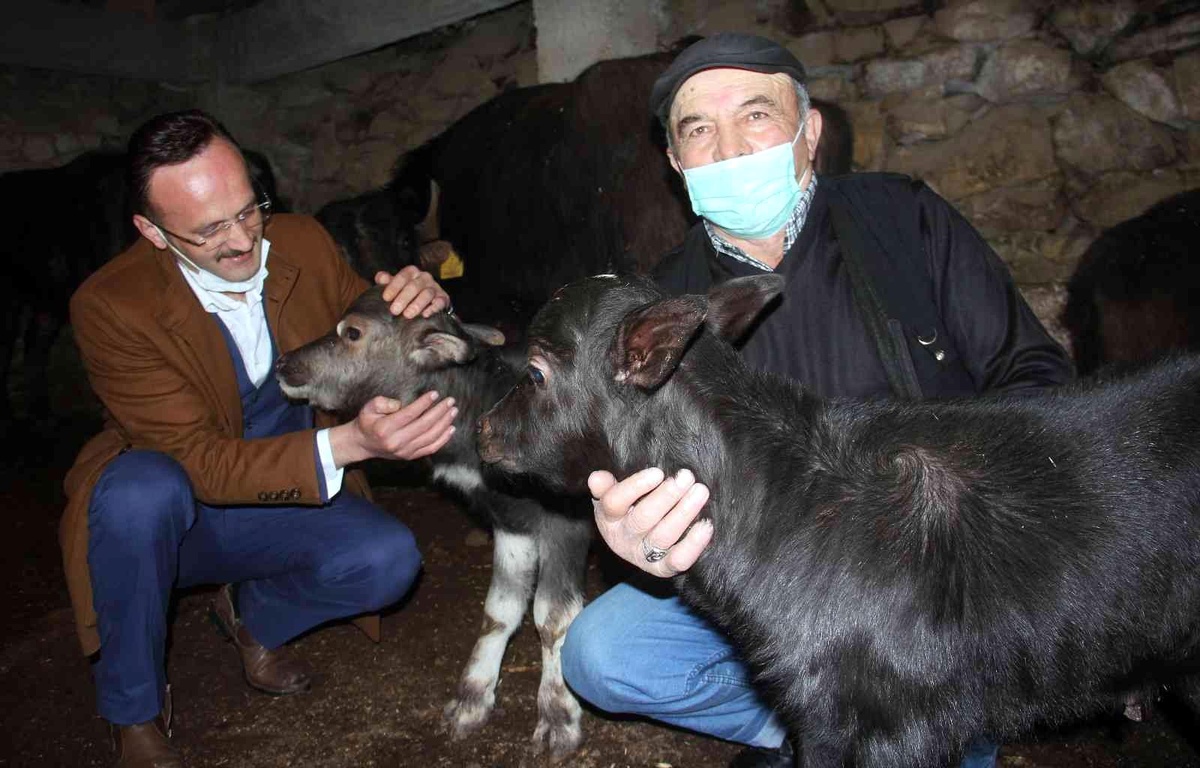 Giresun\'da manda üreticilerinin yüzü güldü