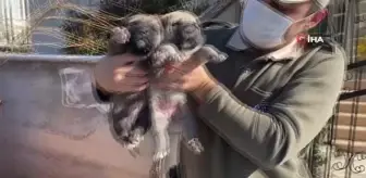 HAYDİ ekipleri yeni doğum yapan anne ve 4 yavru köpeğe sahip çıktı