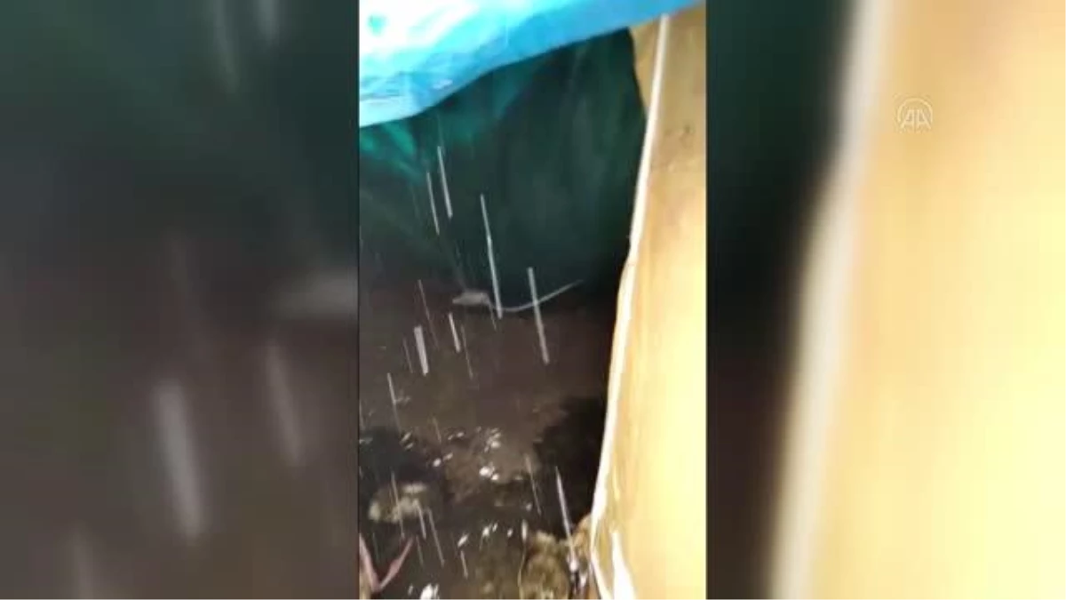 Kar nedeniyle çatısı çöken ağıldaki 100 koyun kurtarıldı