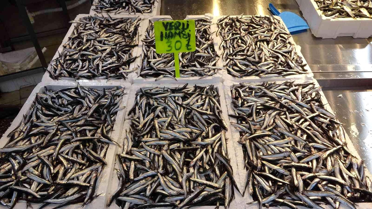 Karadeniz\'de kar yağışı ve soğuklarla birlikte hamsi bereketi yaşanıyor