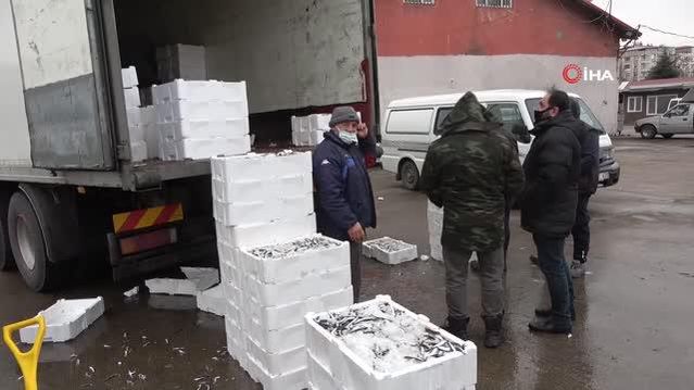 Karadeniz'de kar yağışı ve soğuklarla birlikte hamsi bereketi yaşanıyor