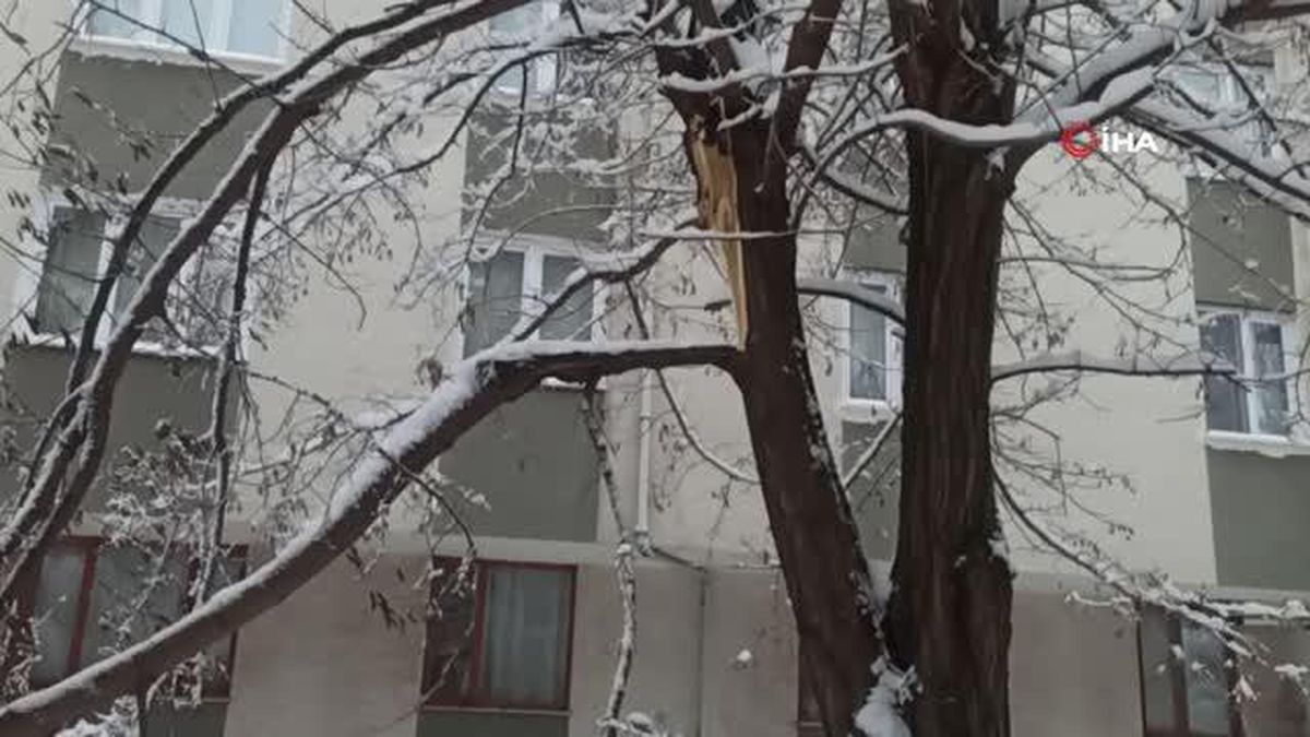 Kar yağışına dayanamayan ağaçlar kökünden söküldü