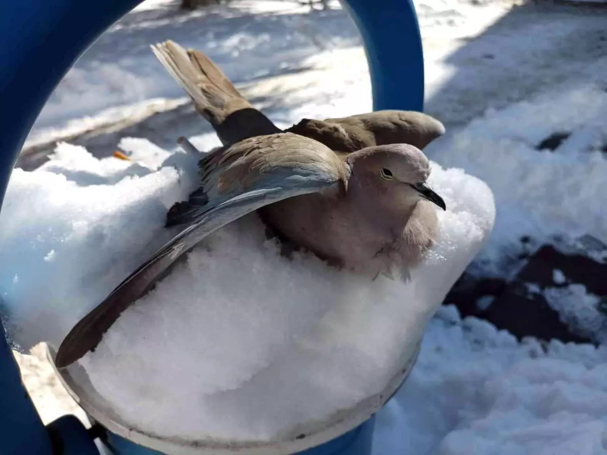 Kumru kuşu donarak telef oldu