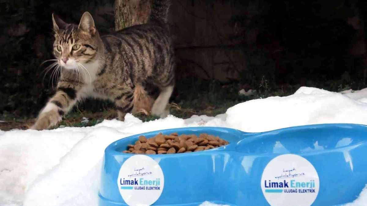 Limak, sokak hayvanlarını unutmadı