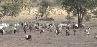 Masai Mara'da evcil ve vahşi hayvanlar bir arada yaşam mücadelesi veriyor