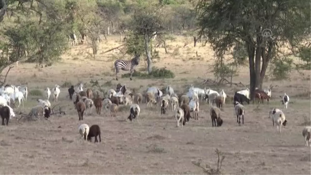 Masai Mara\'da evcil ve vahşi hayvanlar bir arada yaşam mücadelesi veriyor