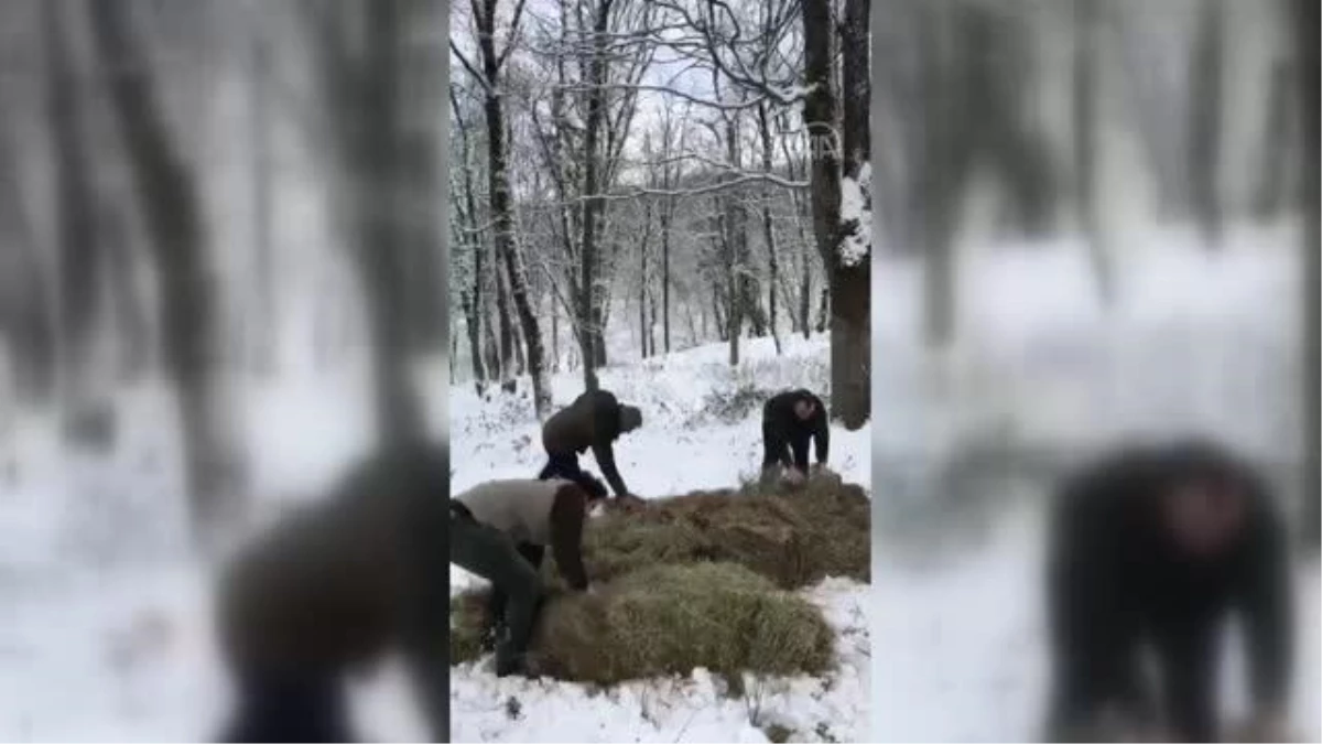 Ormanlık alanlara vahşi hayvanlar için yem bırakıldı