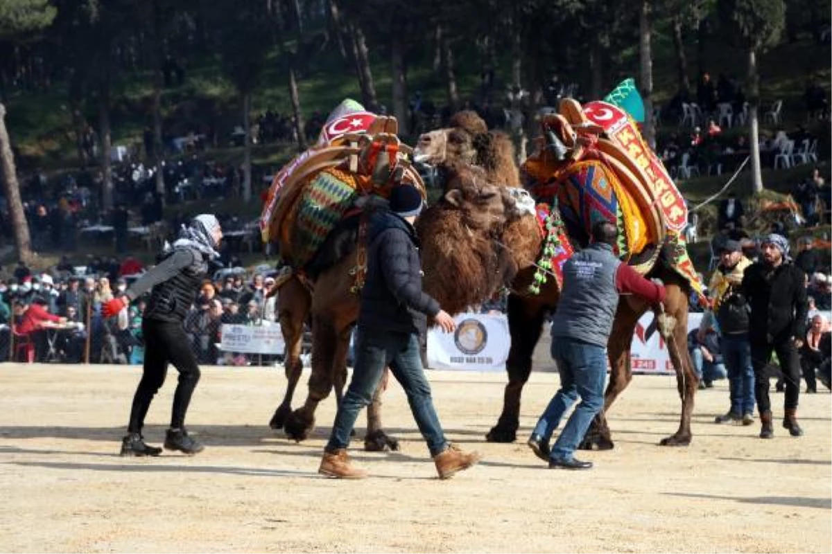 Soğuk havaya rağmen deve güreşi festivaline yoğun ilgi