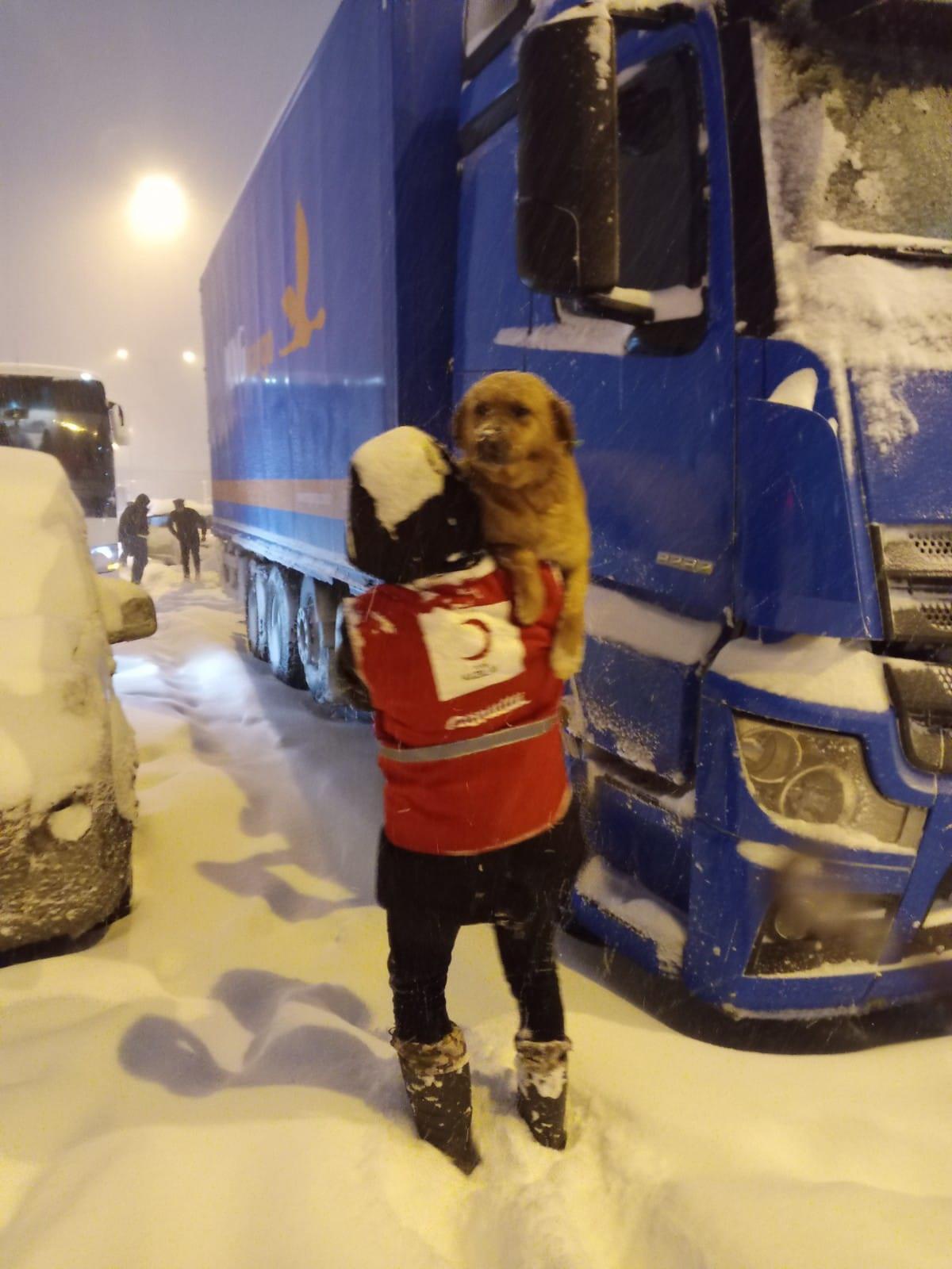 Türk Kızılay, Bolu\'da sokak hayvanlarına yiyecek bıraktı