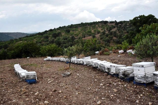 Yunusemre bal üreticisini bu yıl da destekleyecek