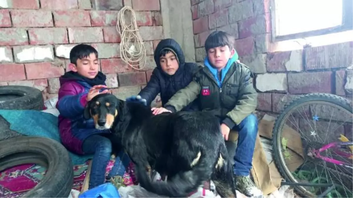 ALPEREN, YENİ DOĞUM YAPAN KÖPEK VE YAVRULARINA SAHİP ÇIKTI