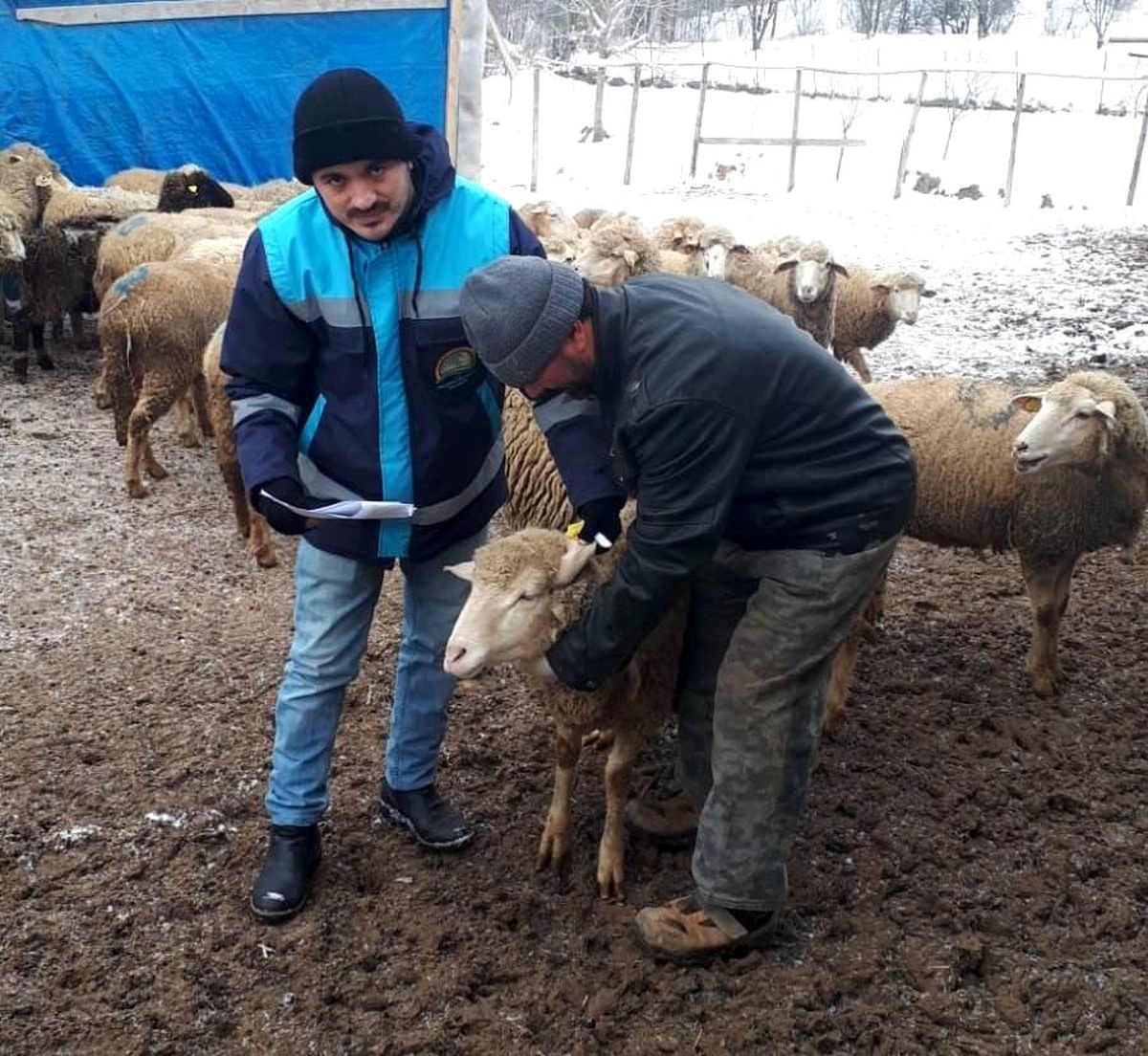 Hisarcık\'ta küçükbaş desteklemesine girecek hayvan sayımları devam ediyor