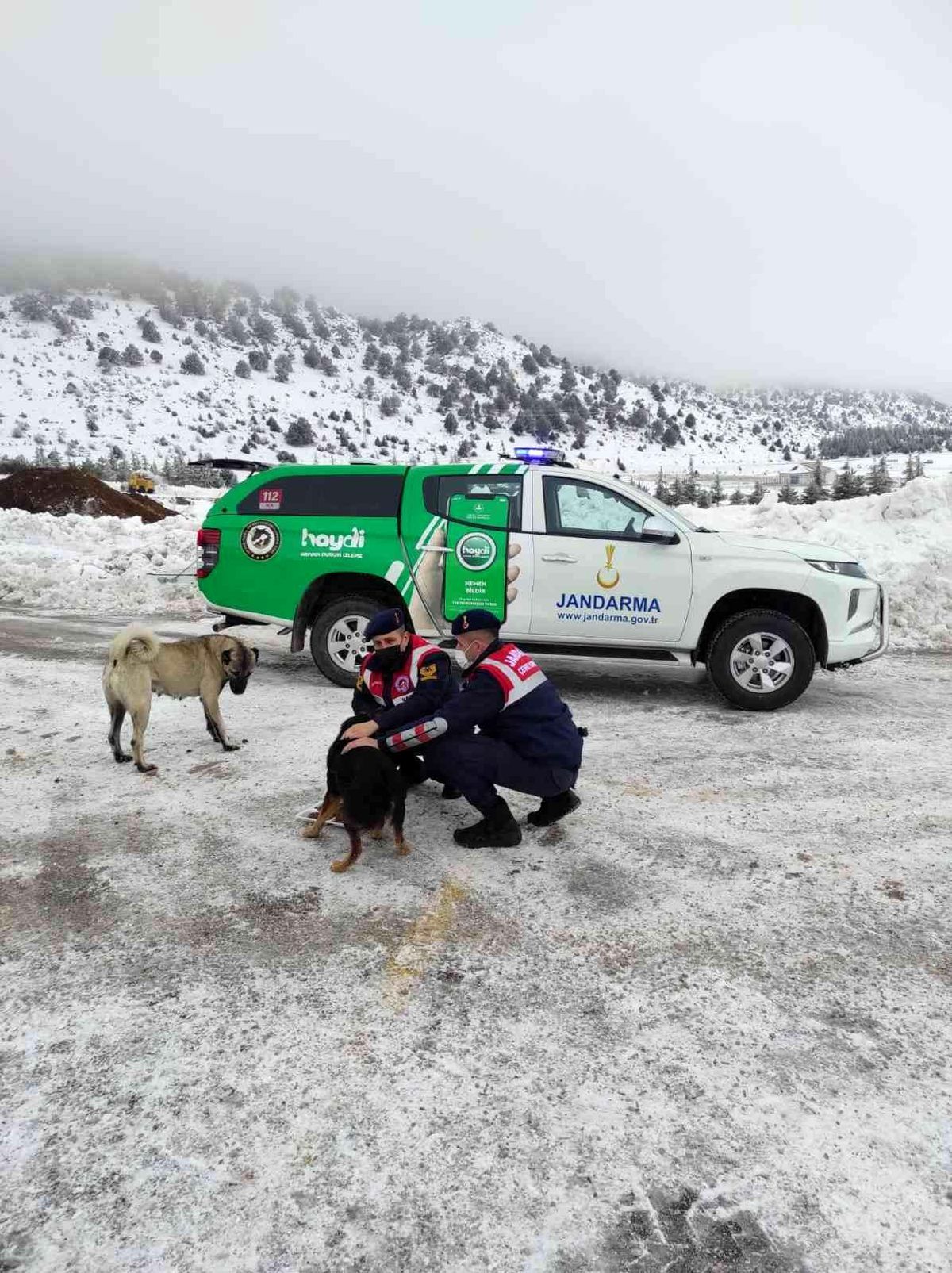 Isparta\'da HAYDİ ekipleri sokak hayvanlarını besledi