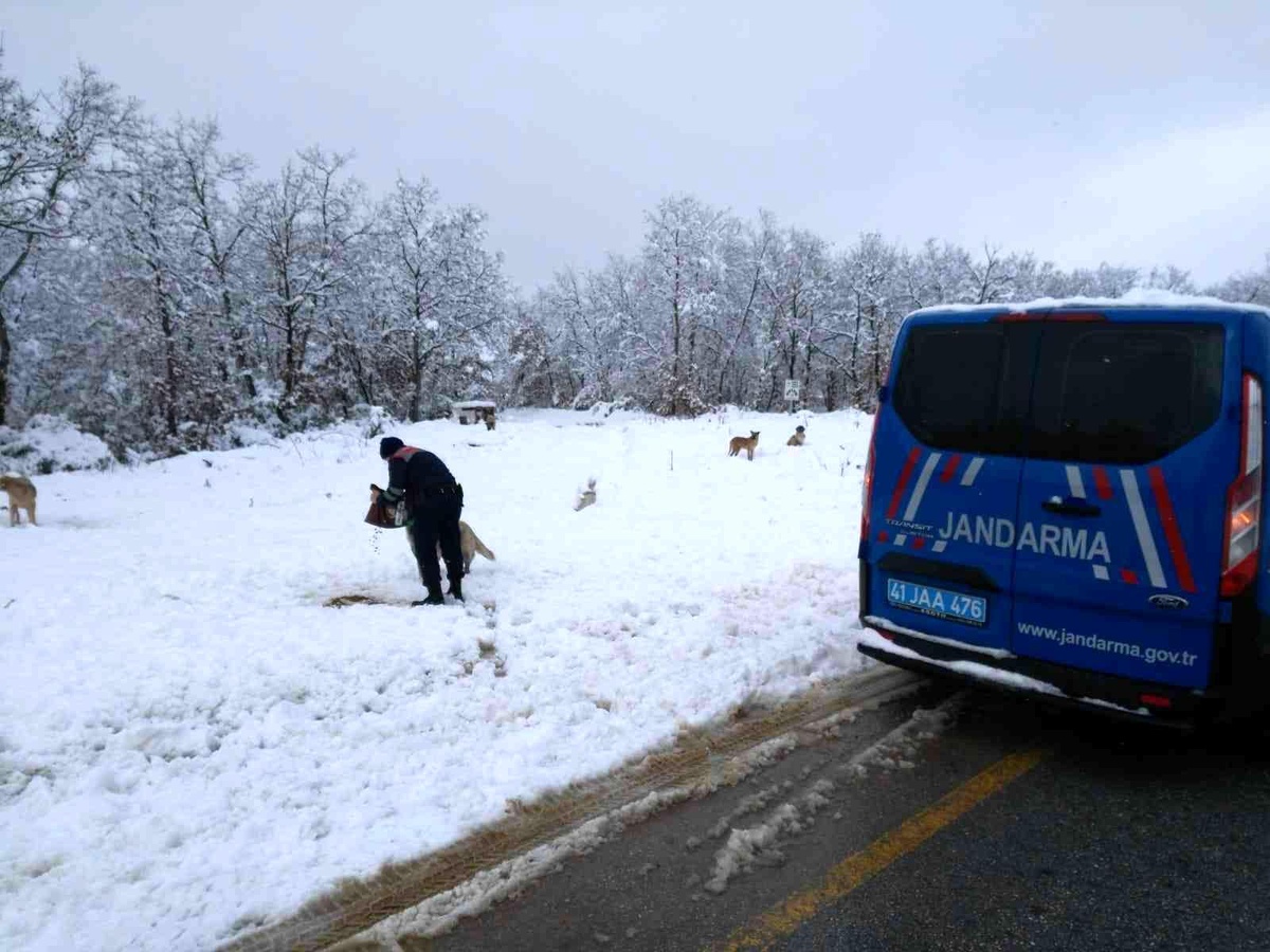 Son dakika! Jandarma ekipleri sokak hayvanları için doğaya mama bıraktı