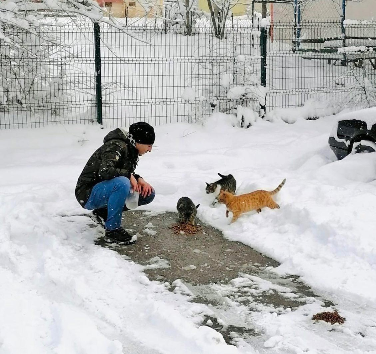 Körfez\'de sokak hayvanlarına mama desteği