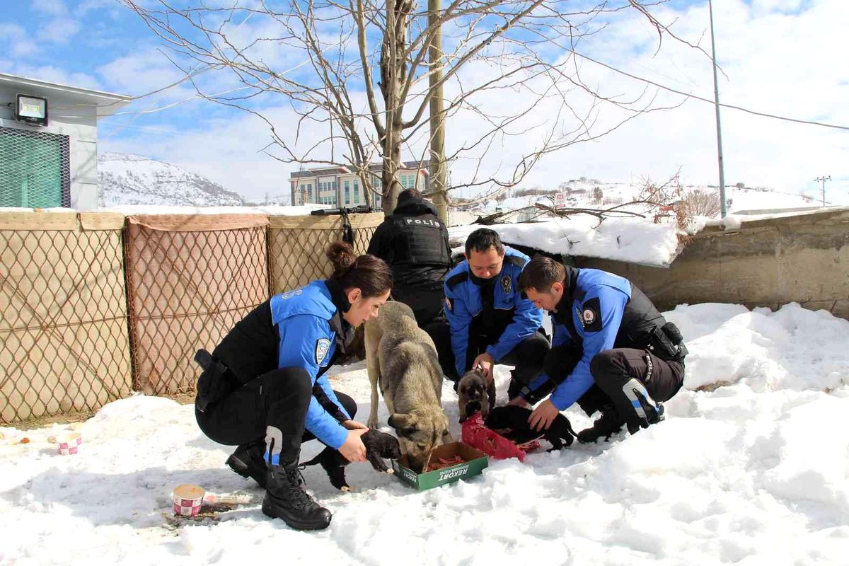 Şırnak polisi sokak hayvanlarını unutmadı