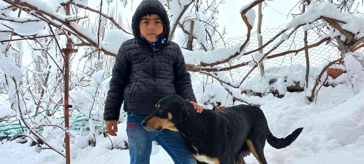 Sokakta doğum yapan köpeğe sahip çıktılar