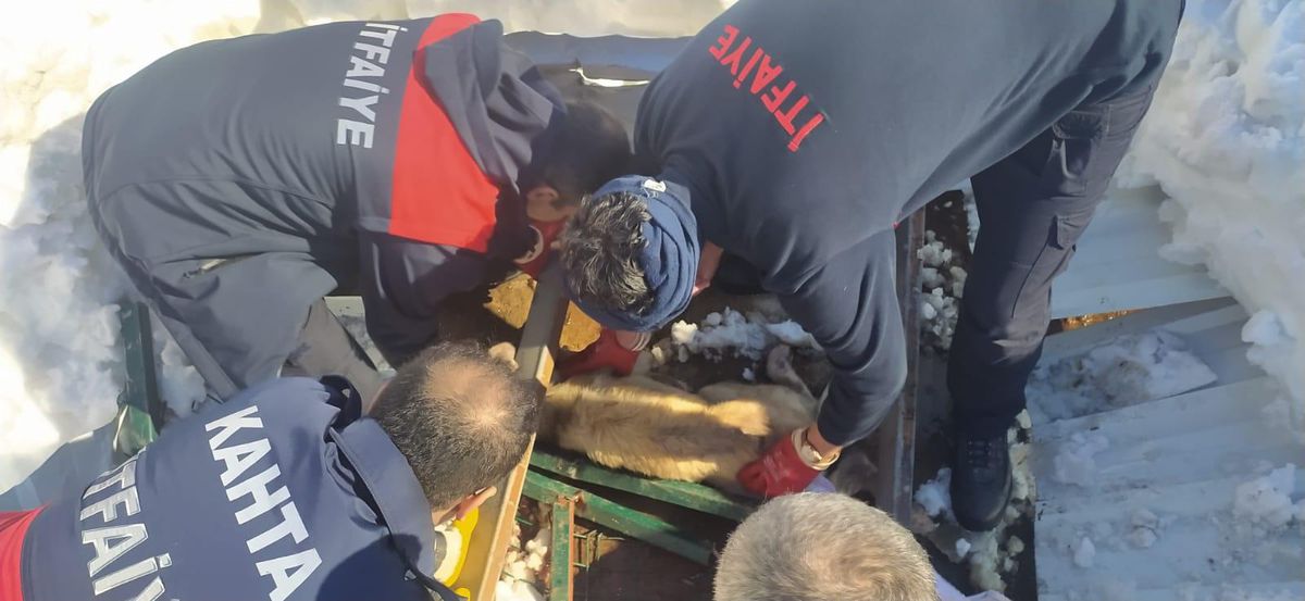 Adıyaman\'da kar nedeniyle çöken çatının altında kalan köpekler kurtarıldı