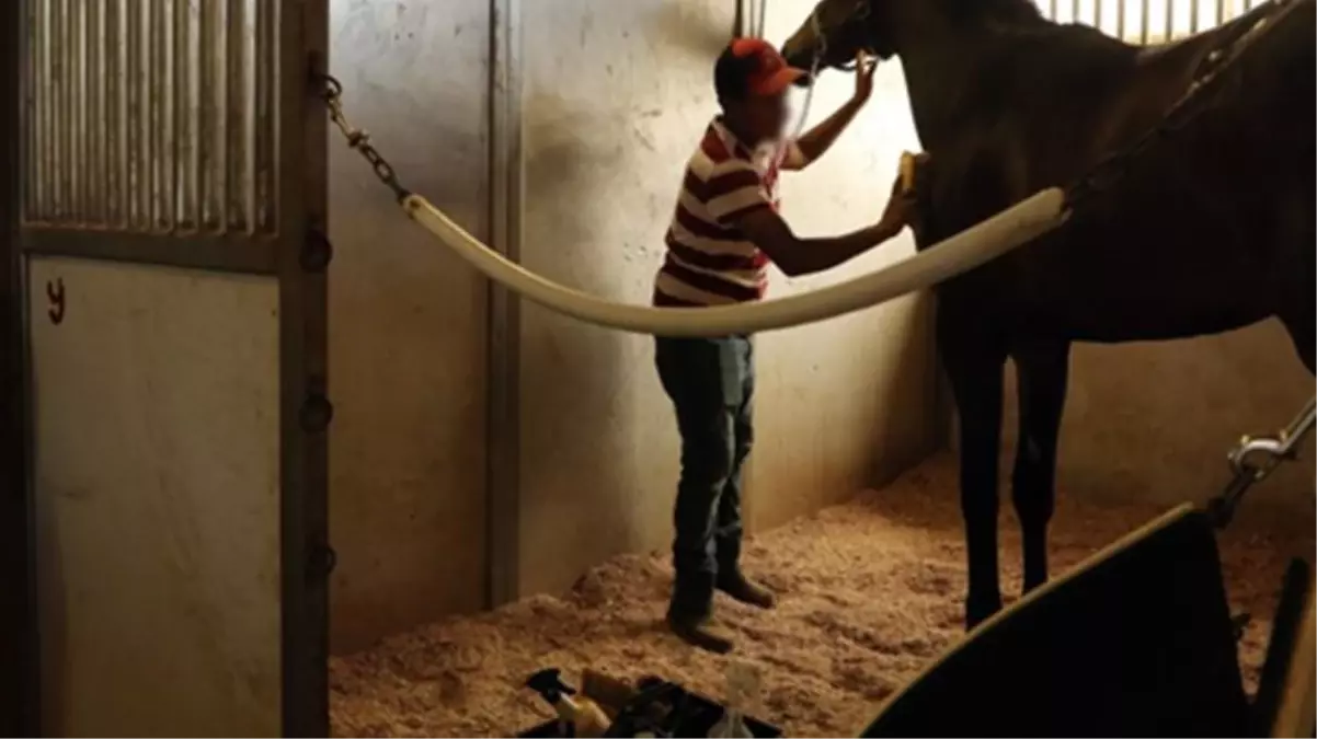 Atının saçlarının örülü olduğunu gören seyis, gece ahıra kamera koydu!