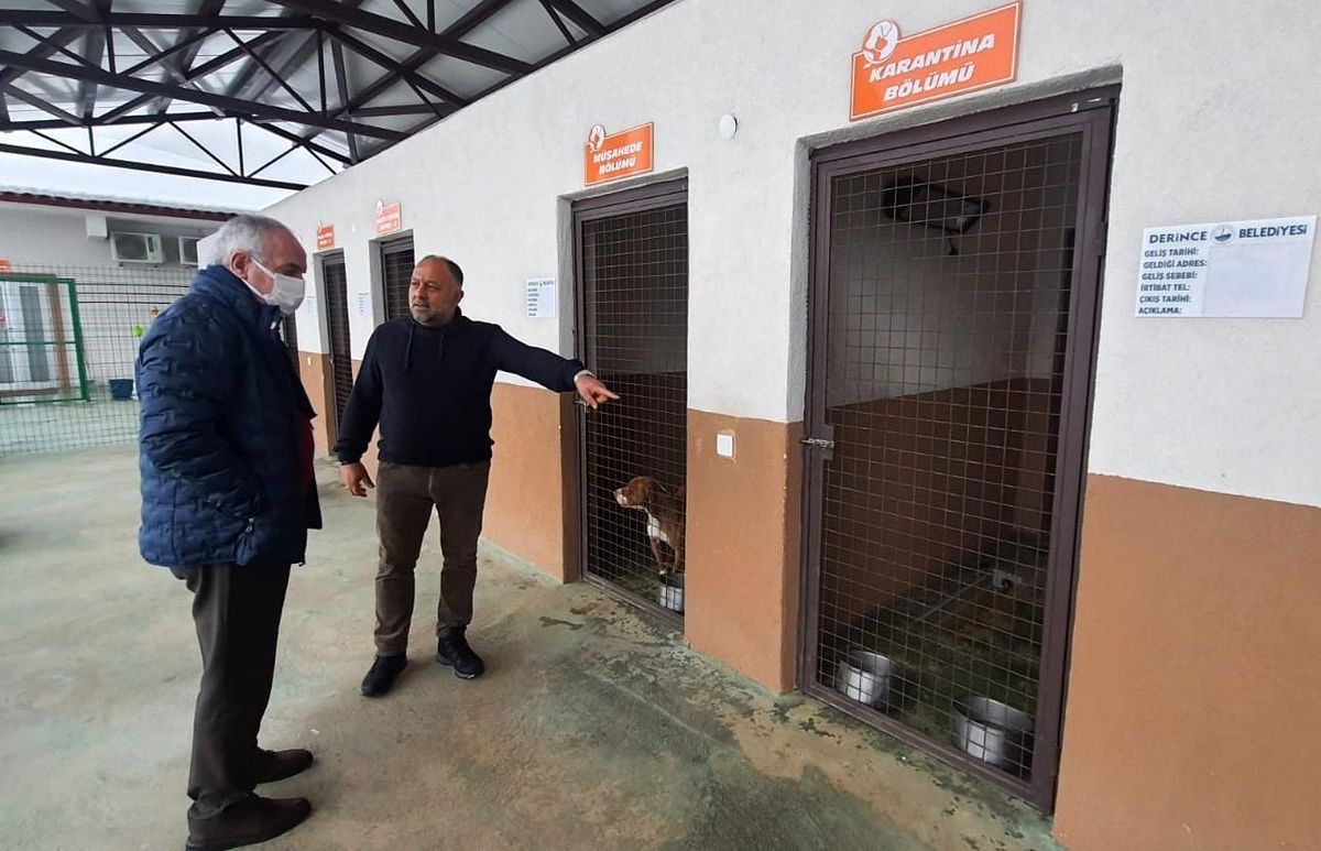 Başkan Aygün: "Terk edilen pitbull cinsi köpeğimizi koruma altına aldık"