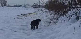 Donmak üzere olan köpek yavrusu belediye ekiplerince kurtarıldı