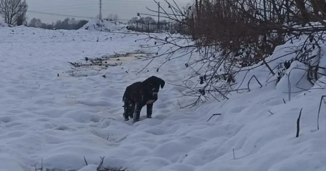 Donmak üzere olan köpek yavrusu belediye ekiplerince kurtarıldı