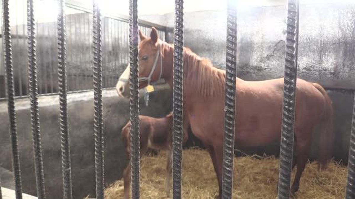 Şampiyon adayı taylar dünyaya gözlerini açmaya başladı