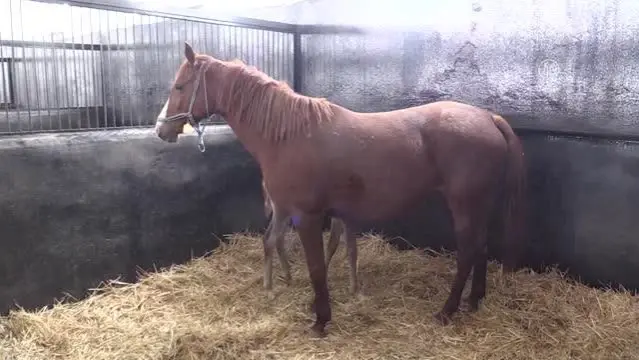 Şampiyon adayı taylar dünyaya gözlerini açmaya başladı