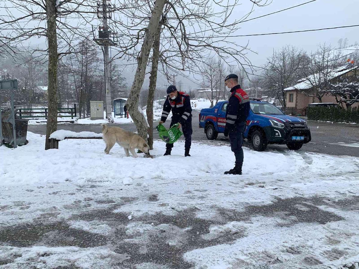 Jandarma sokak hayvanlarını unutmadı