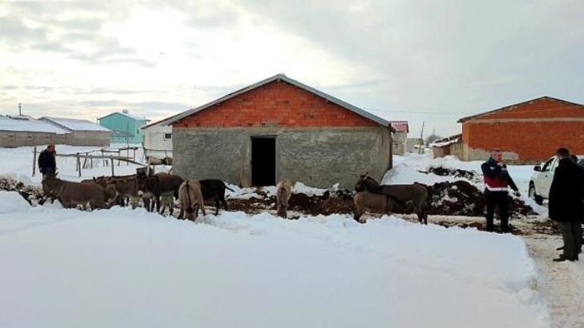 Karda kışta terk edilmişlerdi! Eşeklerin yardımına kaymakamlık yetişti