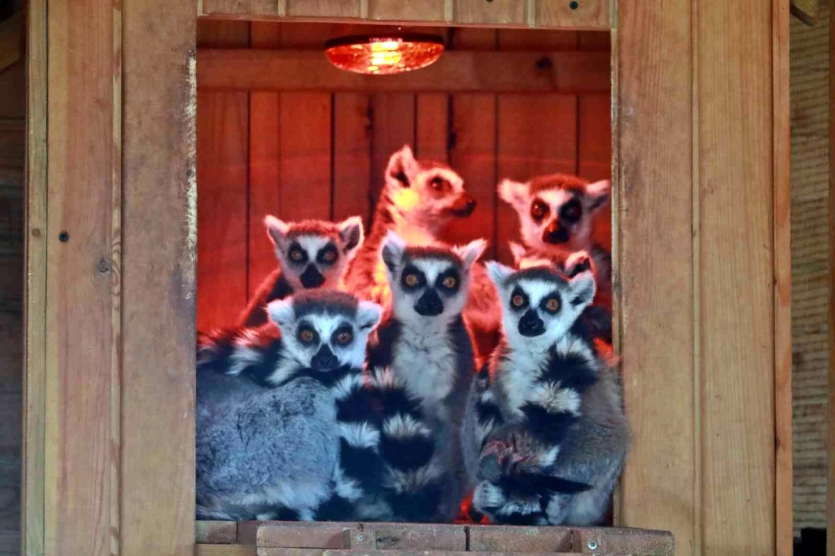 Karla tanışan Antalya Hayvanat Bahçesi'ndeki tropik hayvanlara sıcacık ev konforu