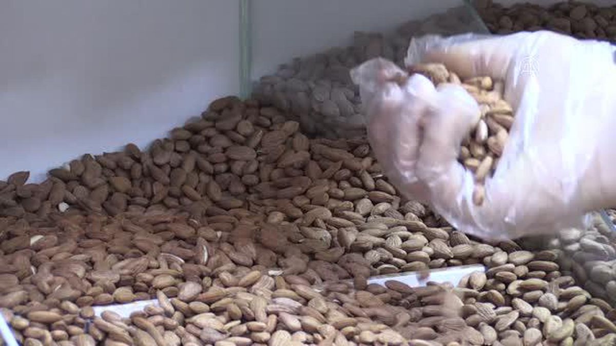 Kayısı çekirdeğinde 17,3 milyon dolarlık ihracat