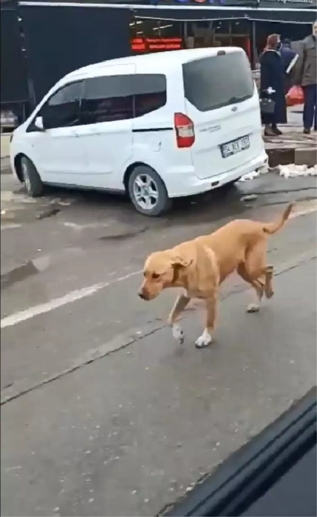 Kendisine mama veren polislerin aracını görünce peşlerine düşüyor
