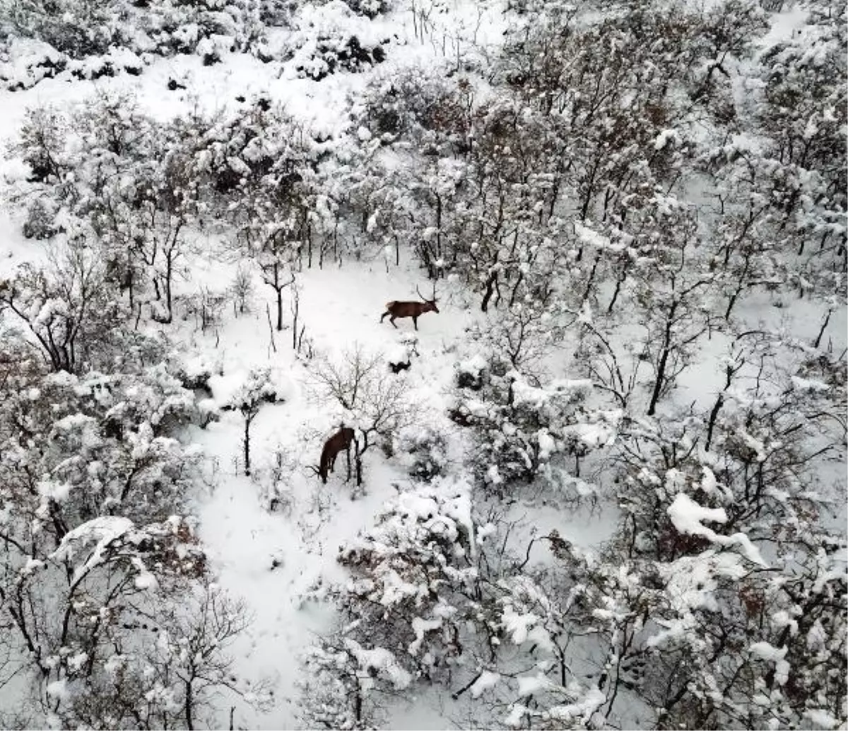 ÖZEL YEMLERLE BESLENEN KIZIL GEYİKLER, DRONLA GÖRÜNTÜLENDİ