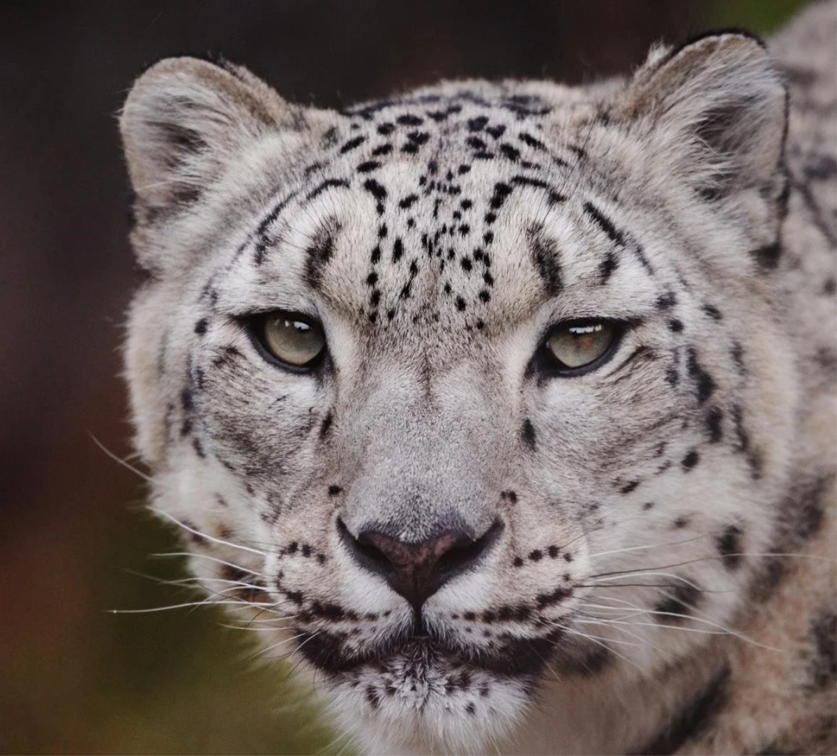 Polonya\'da kar leoparı Covid-19 nedeniyle hayatını kaybetti