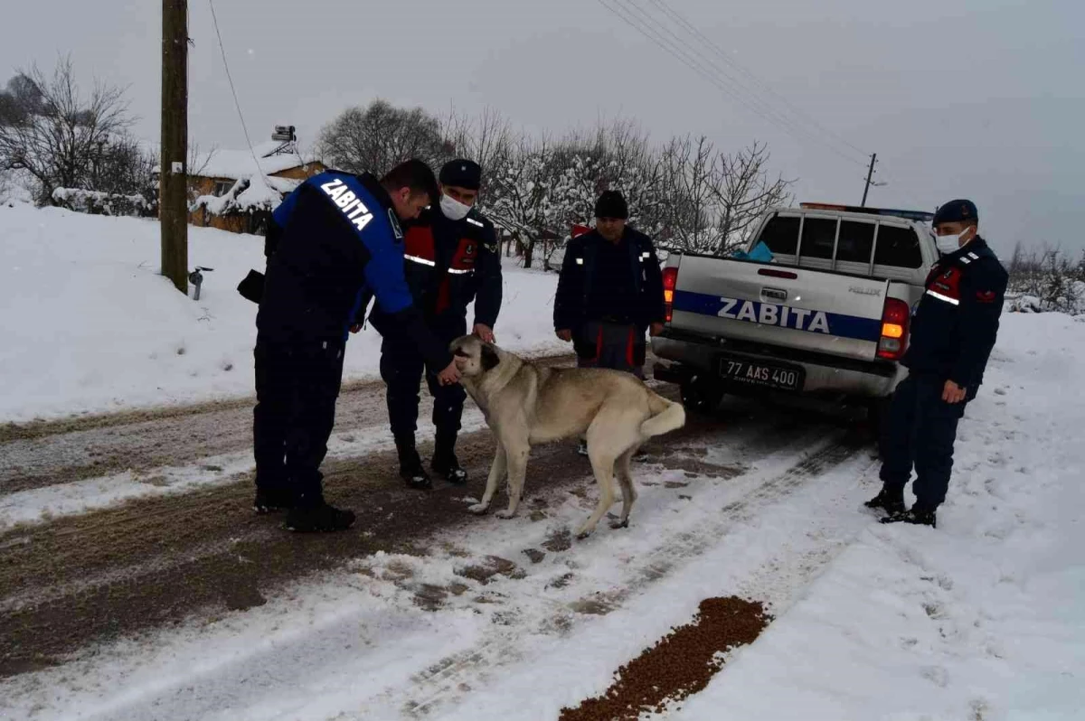 Sokaktaki canlar hepimize emanet