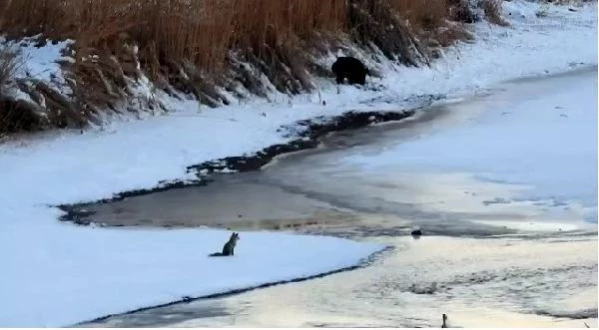 Son dakika haber... Tilki ile yaban domuzu Van Gölü sahilinde yiyecek aradı