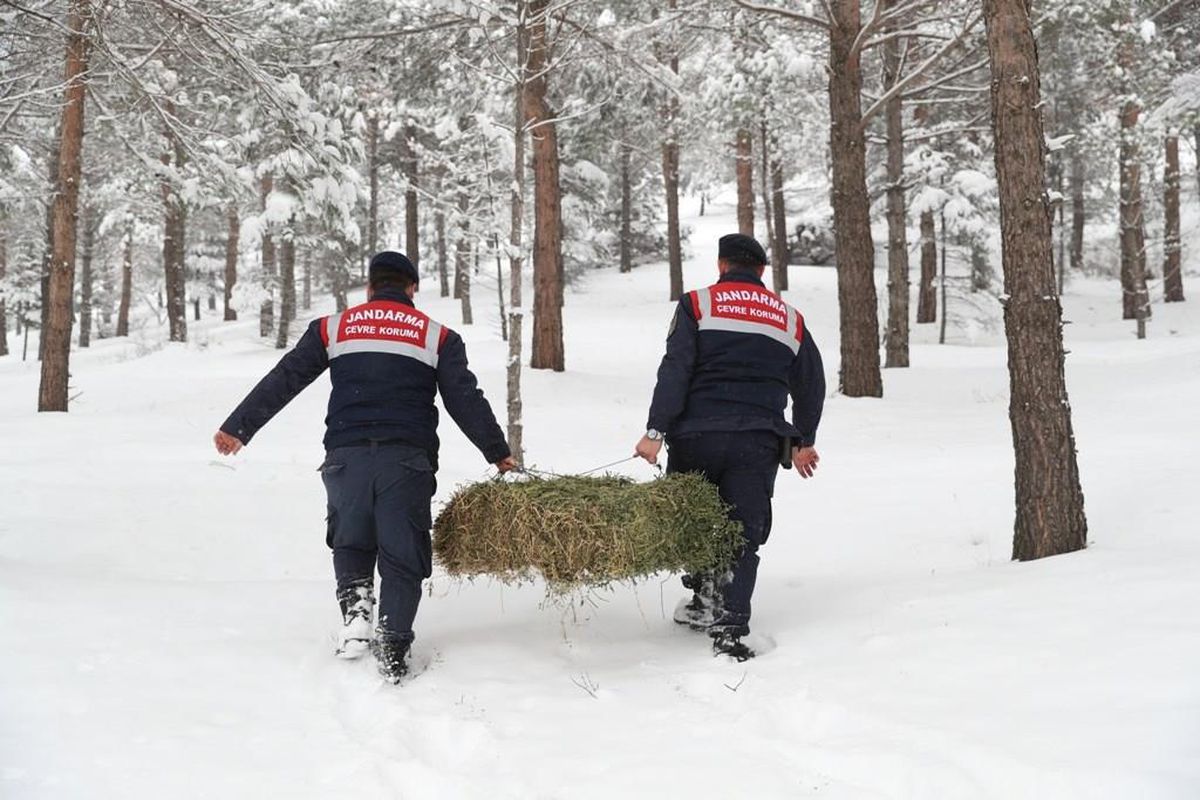 Tokat'ta yaban hayvanları için doğaya 10 bin kilogram yem bırakıldı