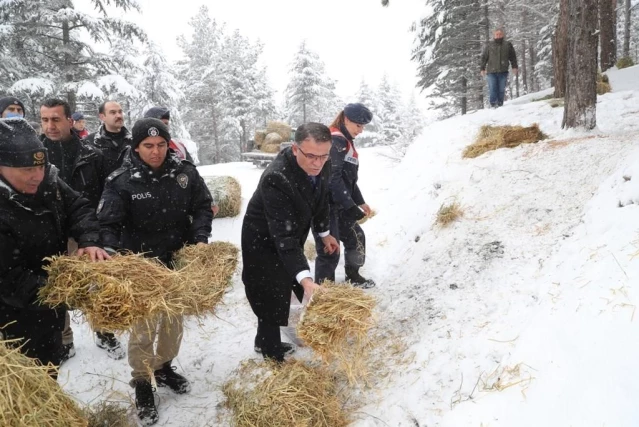 Tokat'ta yaban hayvanları için doğaya 10 bin kilogram yem bırakıldı