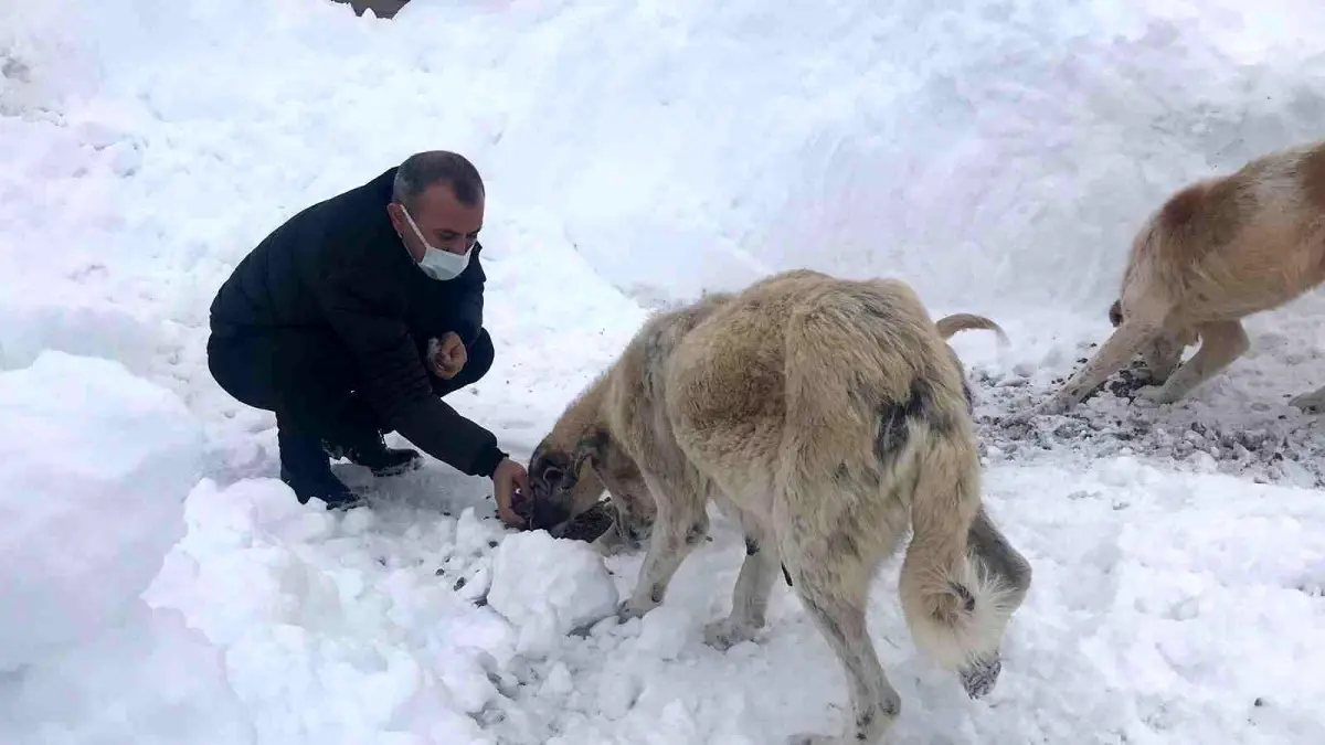 Ordu Valisi Sonel karlı yolda karşılaştığı "can dostları" besledi