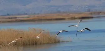 3 gölde, 33 türden 22 bin kuş tespit edildi