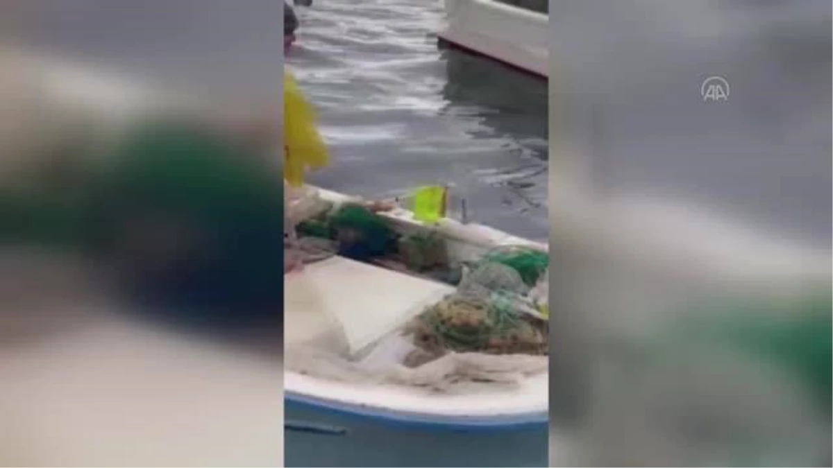 Balıkçılar limanda yanlarına gelen su samurunu besledi