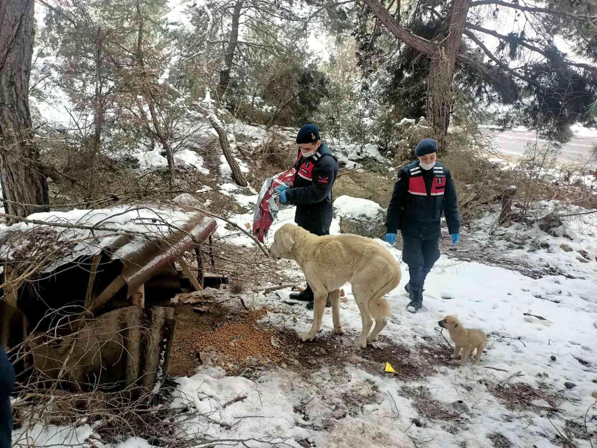 Bilecik te jandarma sokak hayvanlarını unutmadı