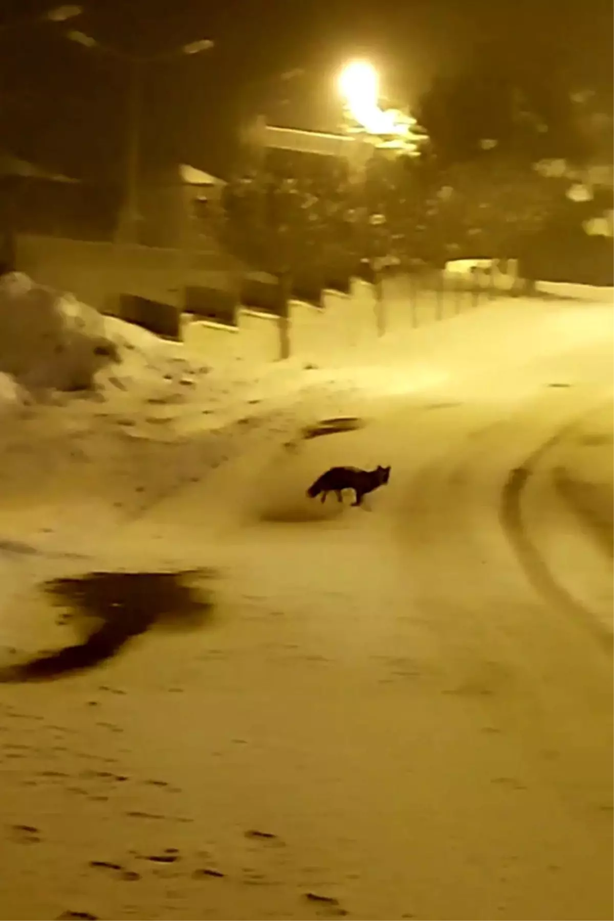 Bursa'da aç kalan tilkiler yemek aramak için şehir merkezine indi