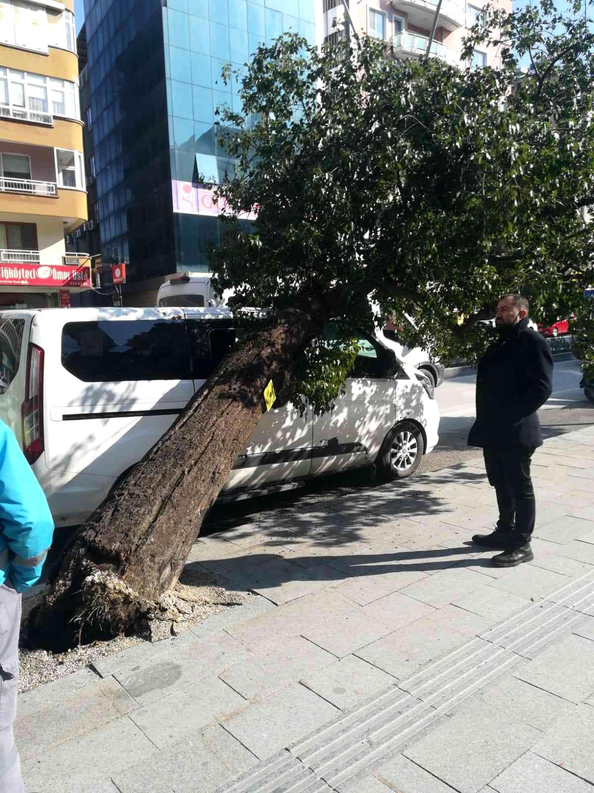 Hatay\'da park halindeki aracın üzerine ağaç devrildi