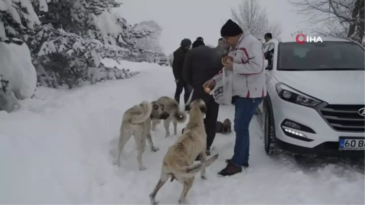 Karlar arasında bulunan 8 köpek yavrusu barınağa götürüldü