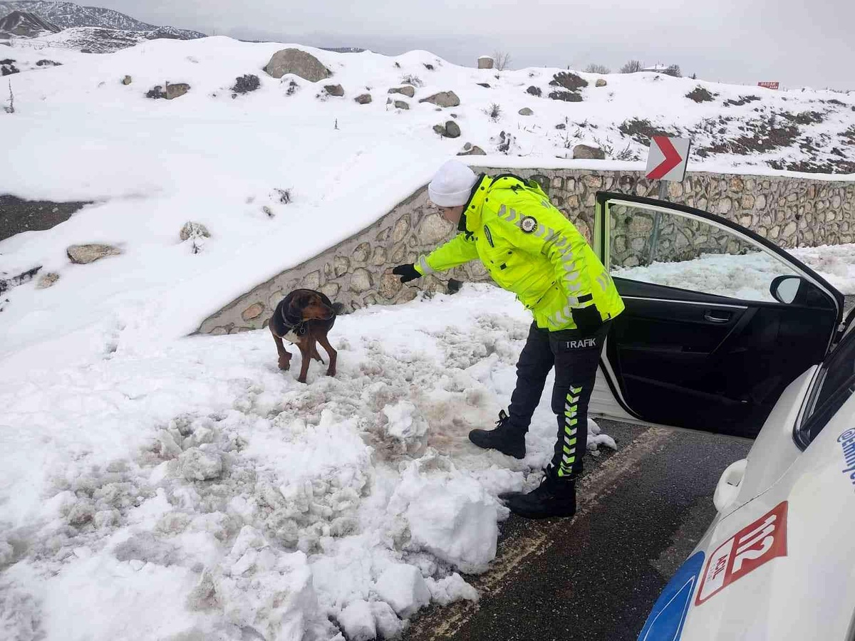 Son dakika haberleri: Polislerin dikkati yaralı köpeğin hayatını kurtardı