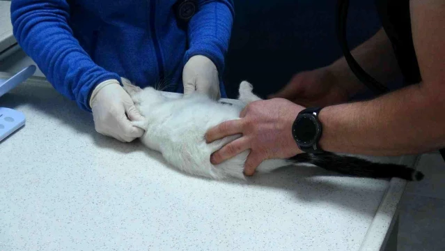 Sokak kedileri kışı veteriner kliniklerinde geçirecek